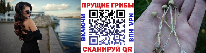 МЕГА ONION Пущино Псилоцибиновые грибы Psilocybe где можно купить наркотик